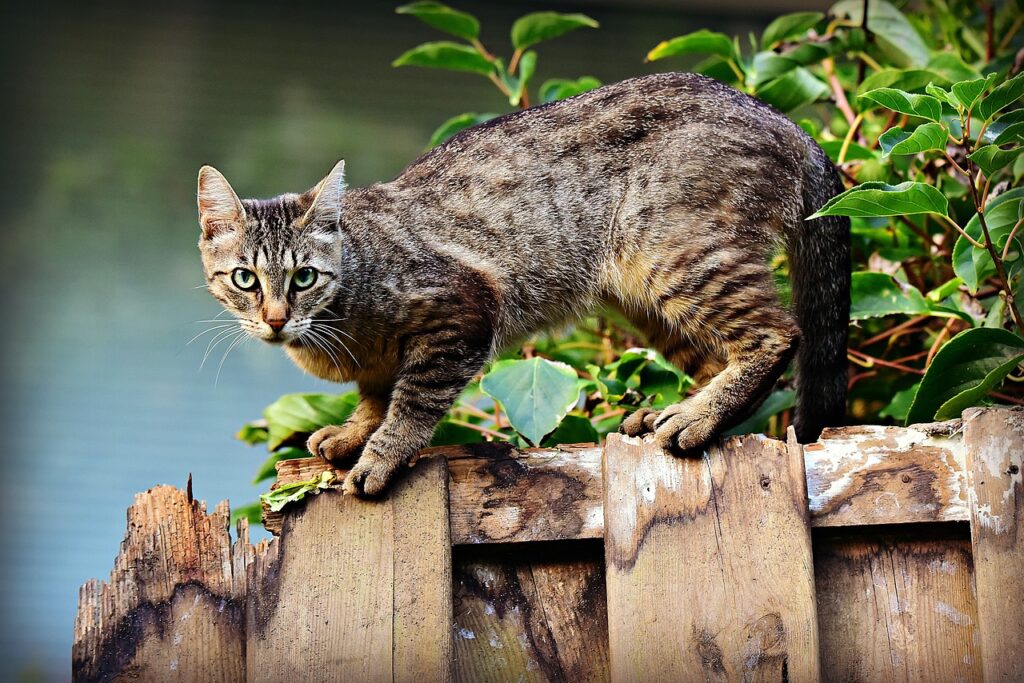 cat on a wooden fence