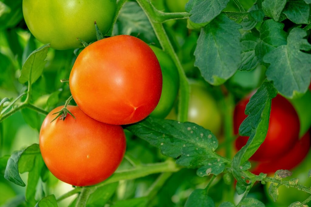tomatoes, shrub, vegetables-3702925.jpg