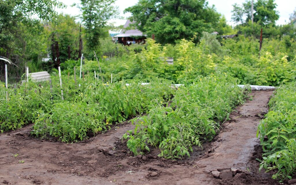 country house, vegetable garden, tomatoes-2699713.jpg