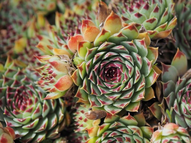 houseleek, plant, sempervivum-8225994.jpg