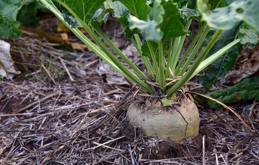 sugar beet, turnip, agriculture-3662944.jpg
