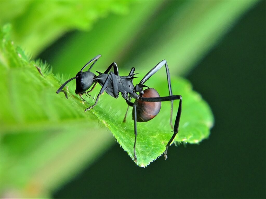 ant, ants, insect-3036843.jpg