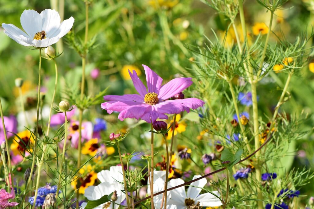 Cosmos flowers in a meadow