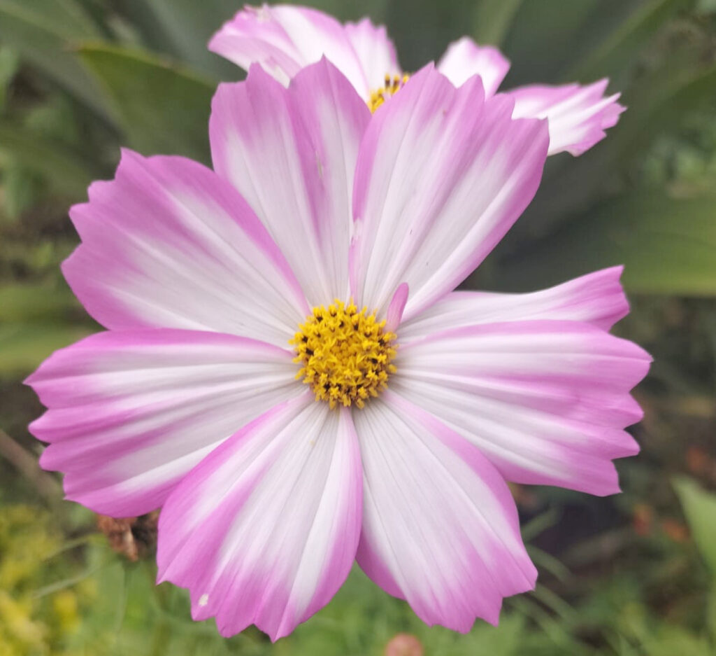Pink and White cosmos wildflowers
