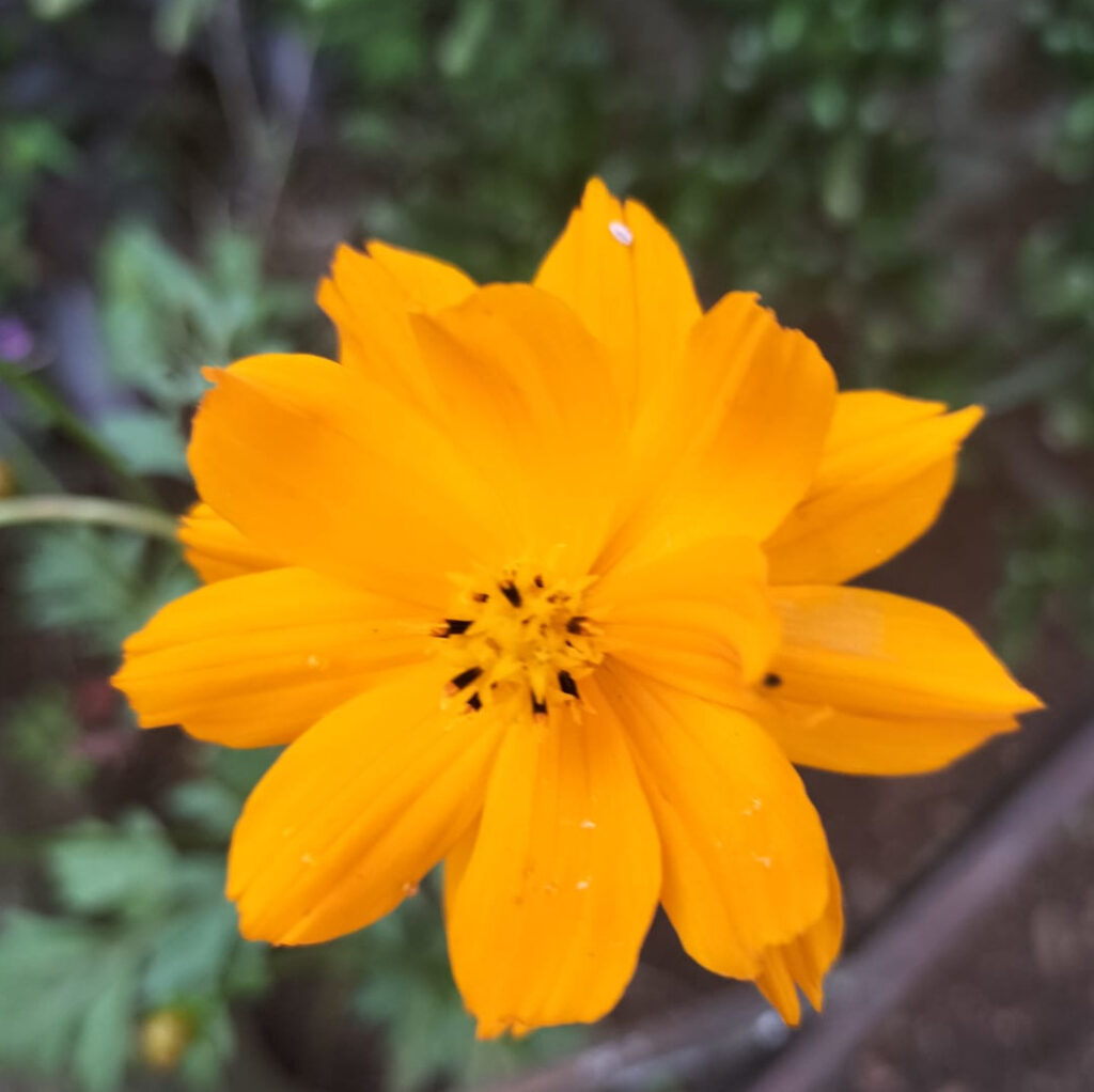 orange cosmos wildflowers