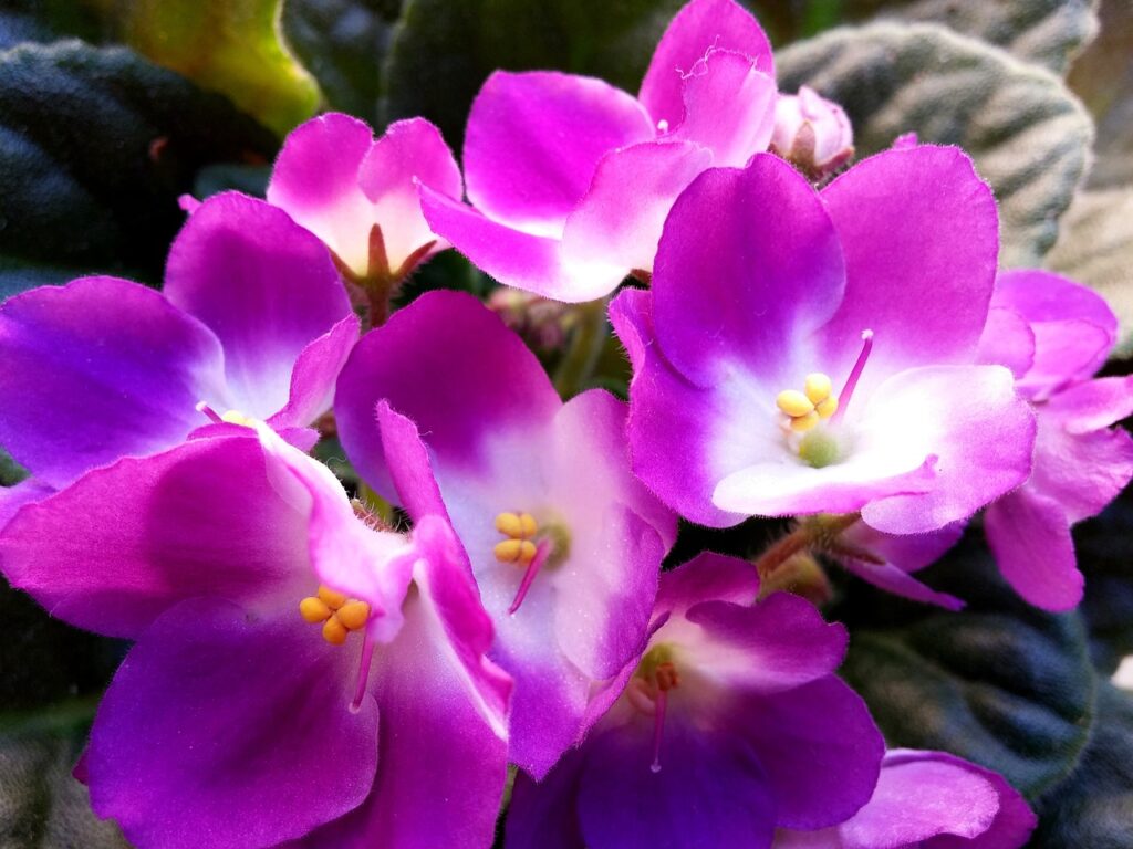 purple African violets with white center
