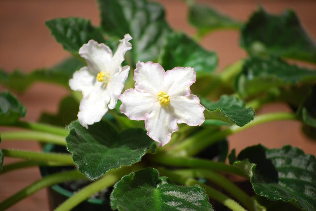 African violet plant with two white flowers on it
