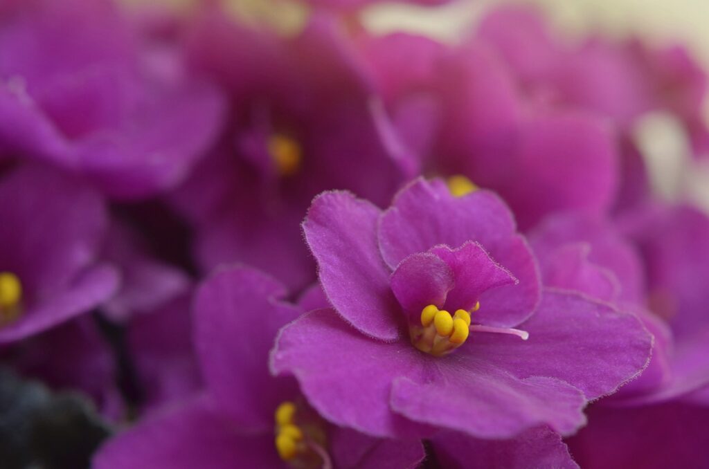 purple African violet flowers with yellow