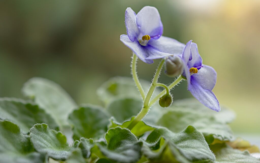 African Violet Plant with Bluish Flowers