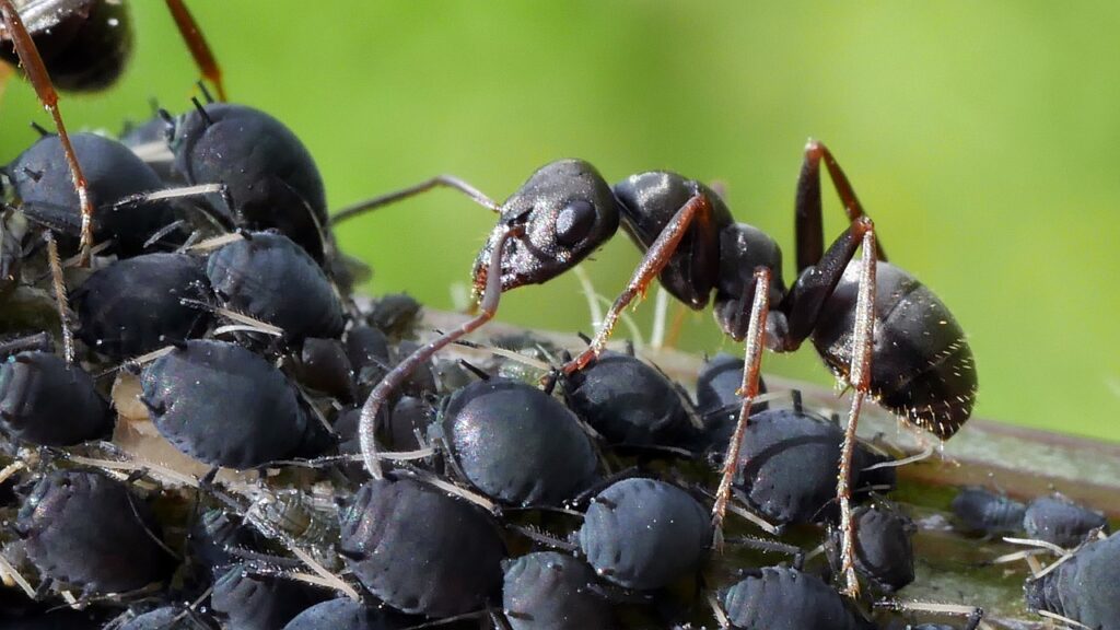 black ant with aphids