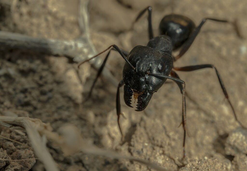 single carpenter ant with mandibles showing