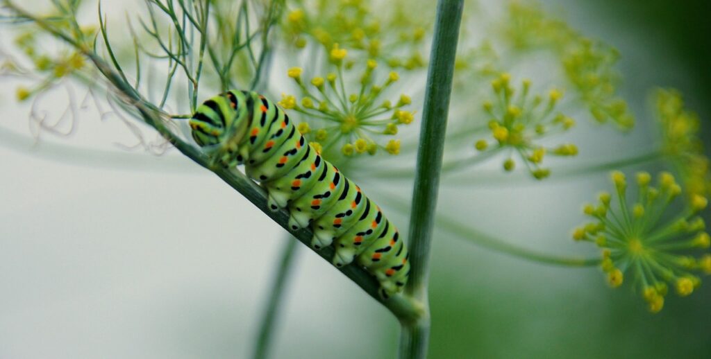 Dill plant with a caterpillar on