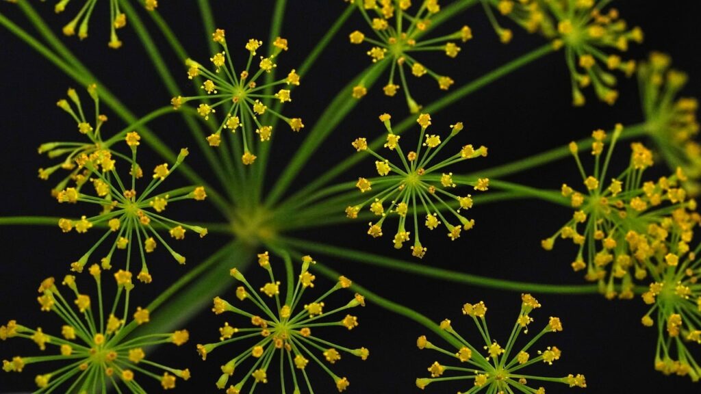 Dill plant in flower. Yellow flowers