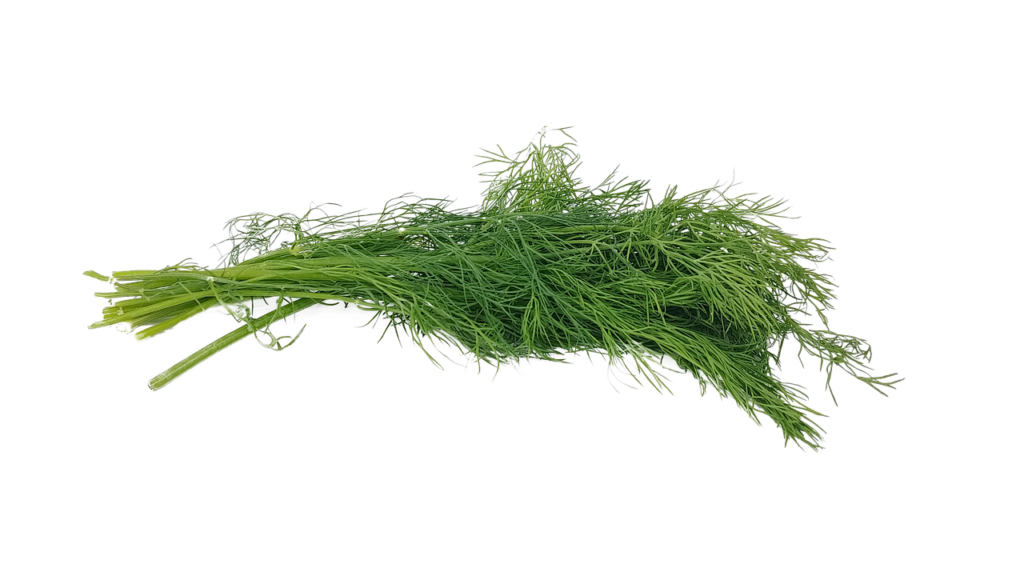 cut dill plants on transparent background