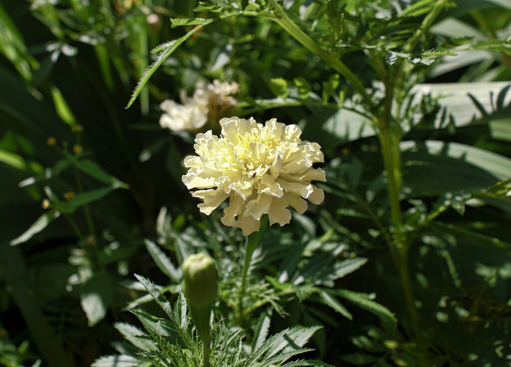 white marigold with green leaves in the background. Tagetes