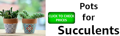 banner showing pots for succulents and a button to check prices on Amazon
