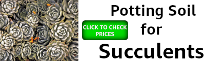 banner showing succulent plants and a button to check prices of succulent potting soil

