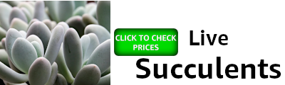 banner showing succulent plants and an invitation to check prices on Amazon