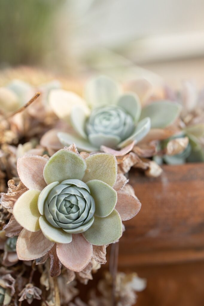 succulent plants growing over the side of a <a href=