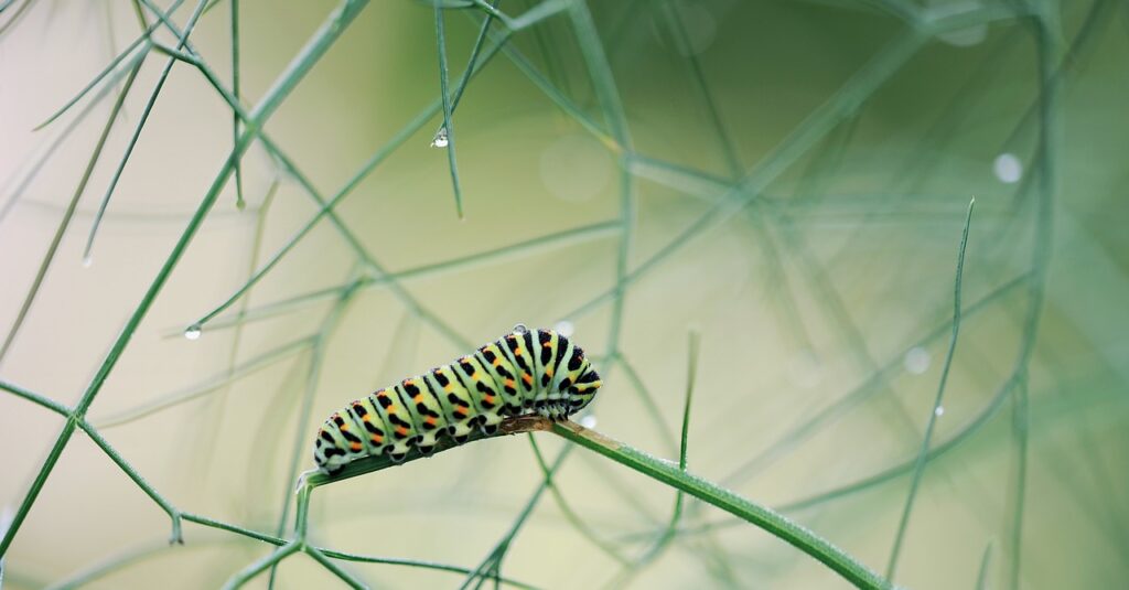 caterpillar on fennel plant