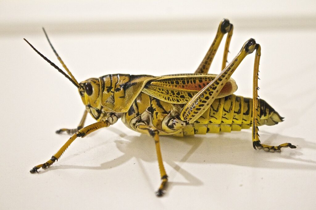 Brown locust on white surface
