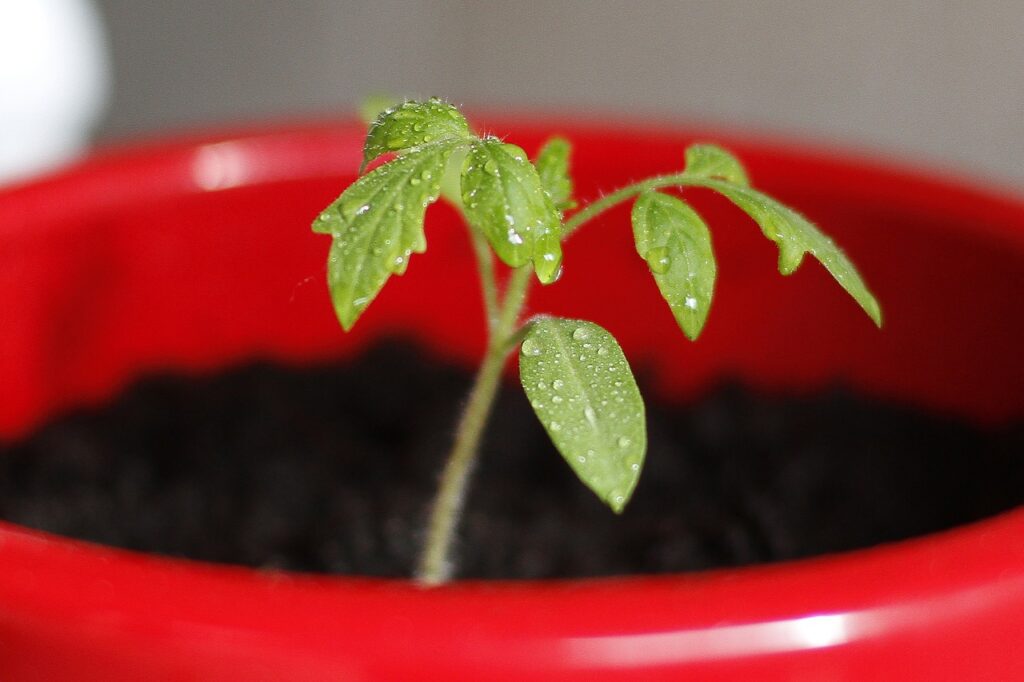 tomato seedling in a red pot
