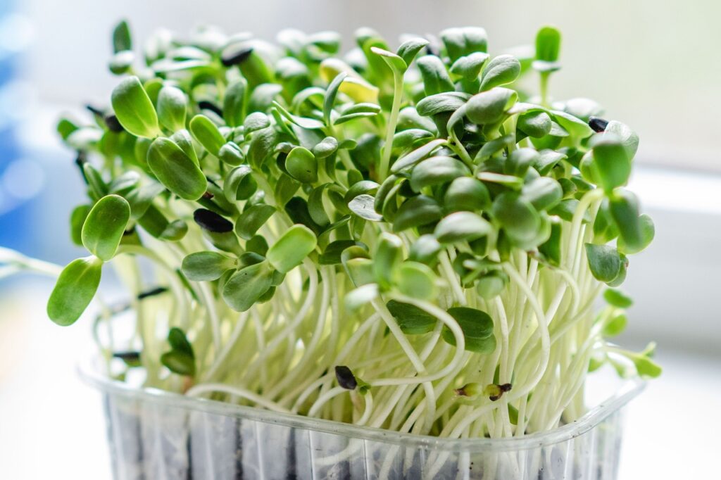 lentil microgreen in a tray
