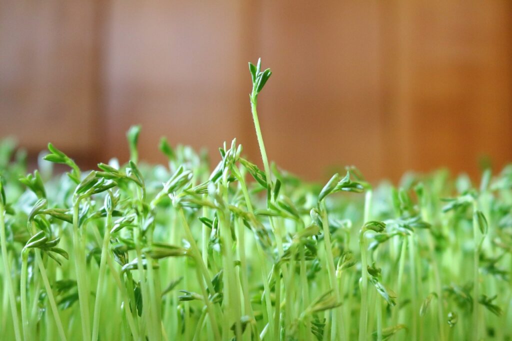 lentil microgreens growing
