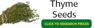 Banner showing Thyme and an invitation to research seed prices for thyme companion planting
