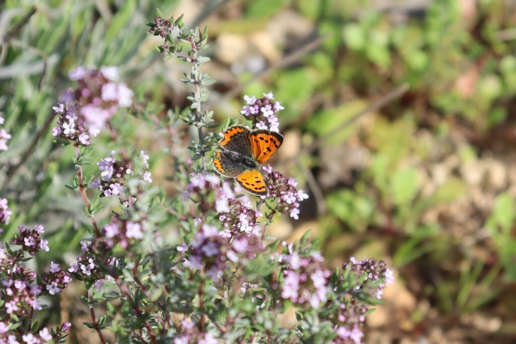butterfly, insect, thyme companion plant