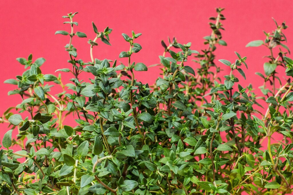 thyme, herbs on pink background
