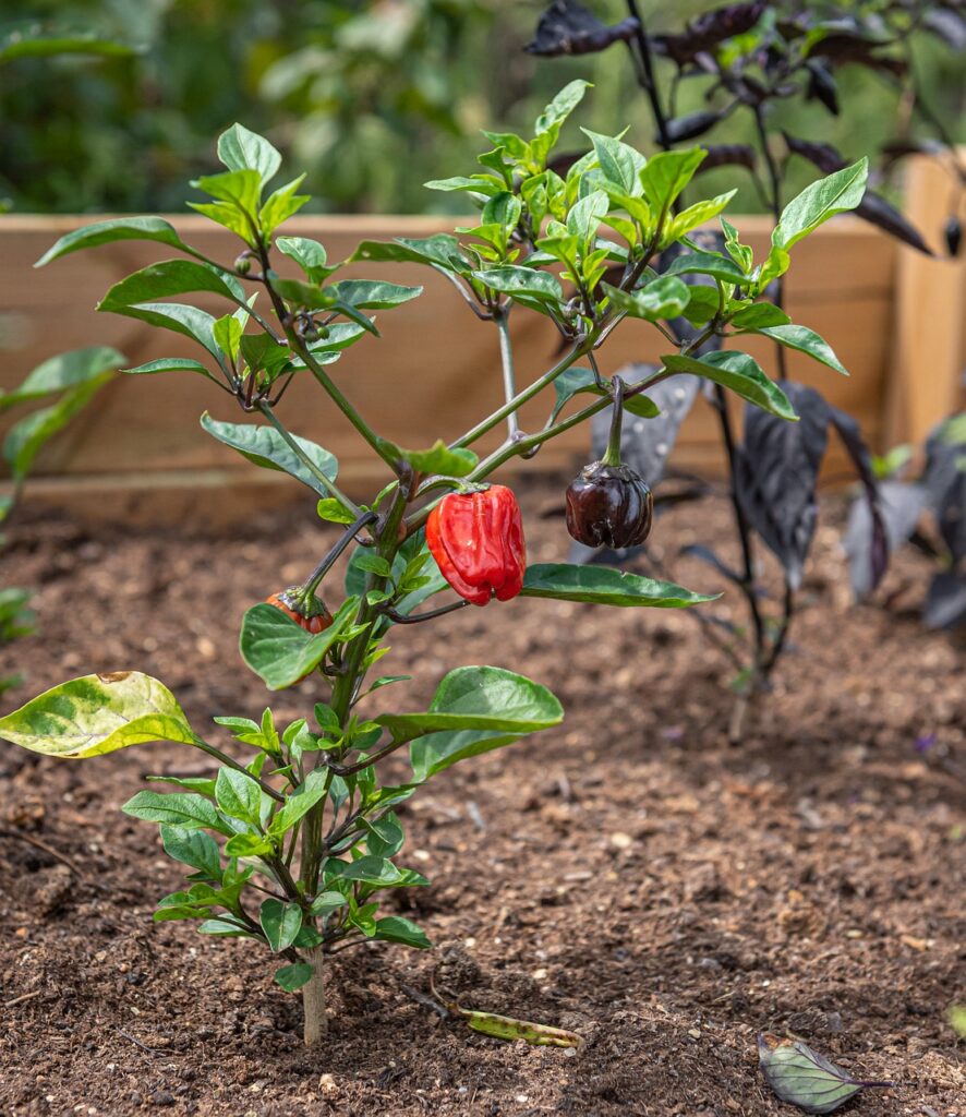 Chilli plant in raised garden bed