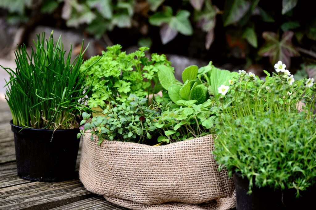 garden plants, garden, herb garden