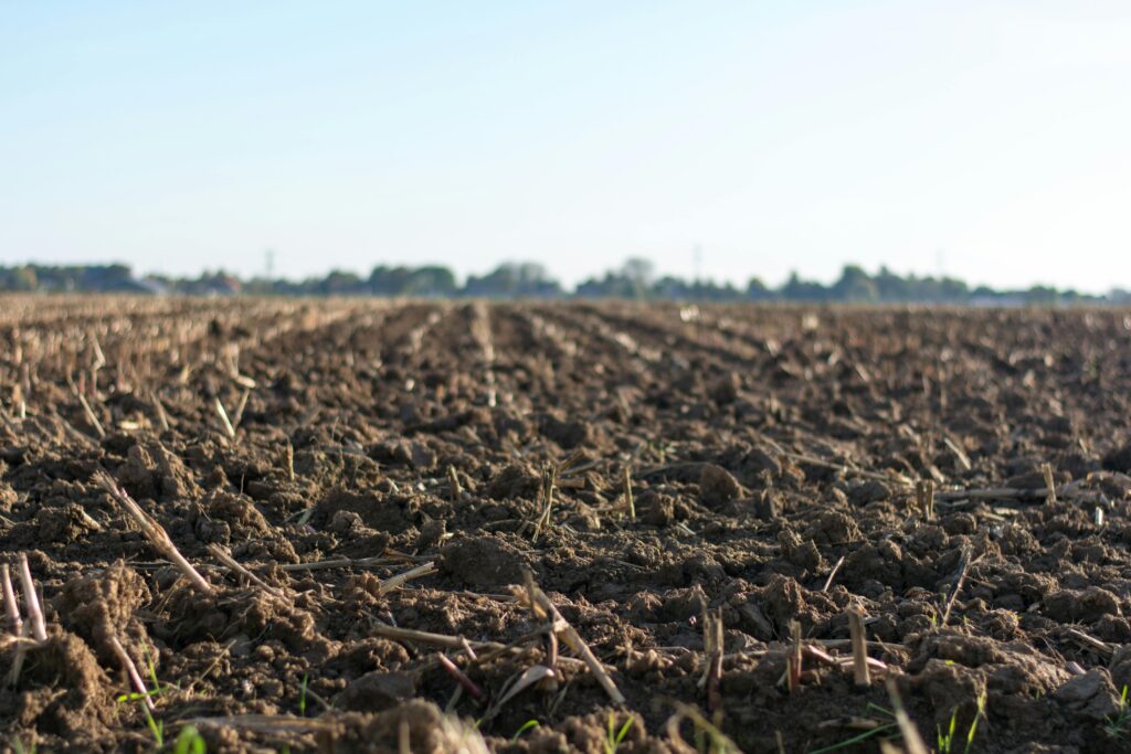 Eye-level Photo Of Cultivated Land