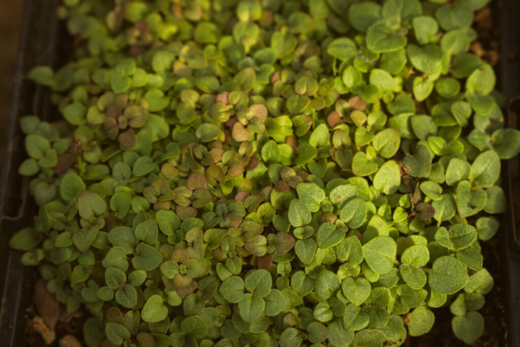 A close up of a small oregano plant with green leaves