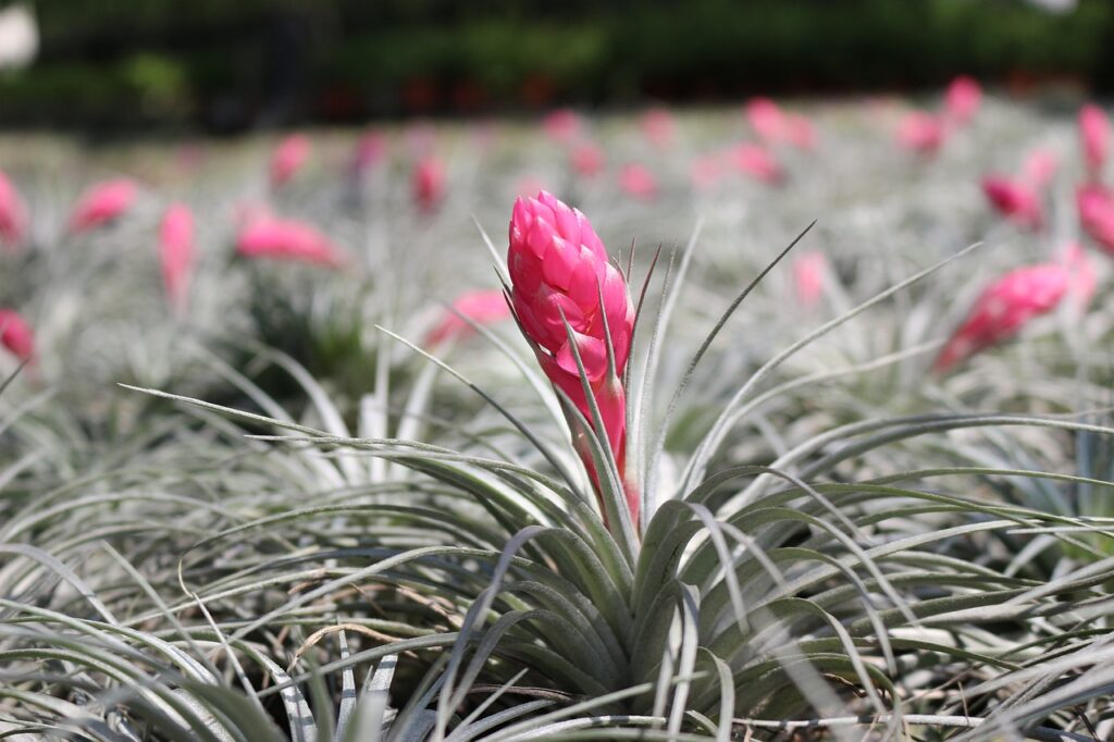 tillandsia cotton candy, tillandsia, airplant