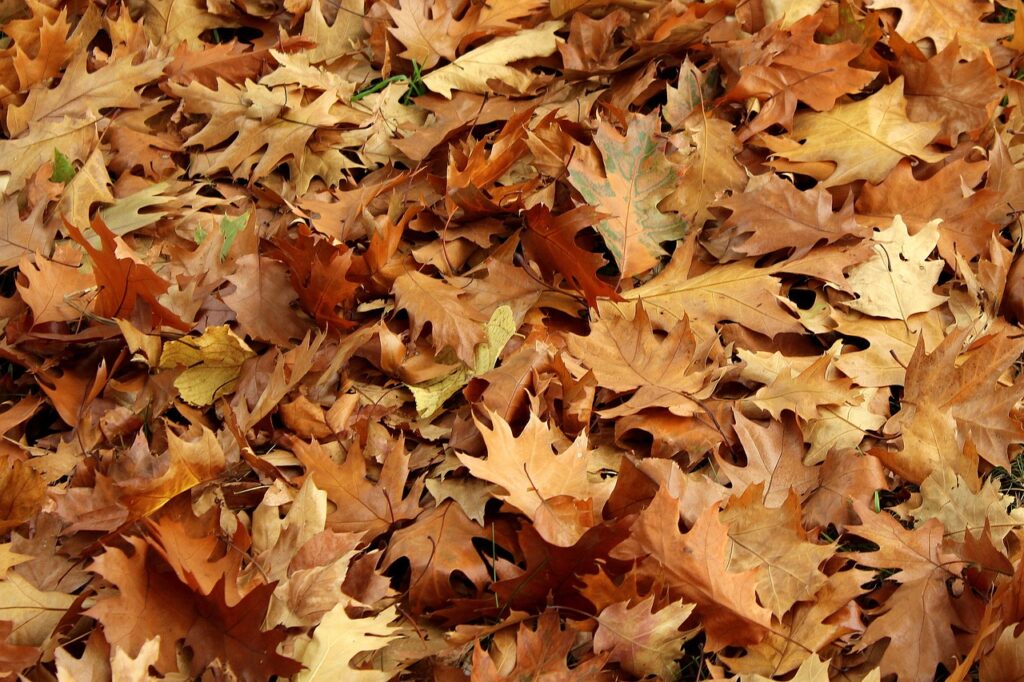 leaves, dry leaves to make organic compost