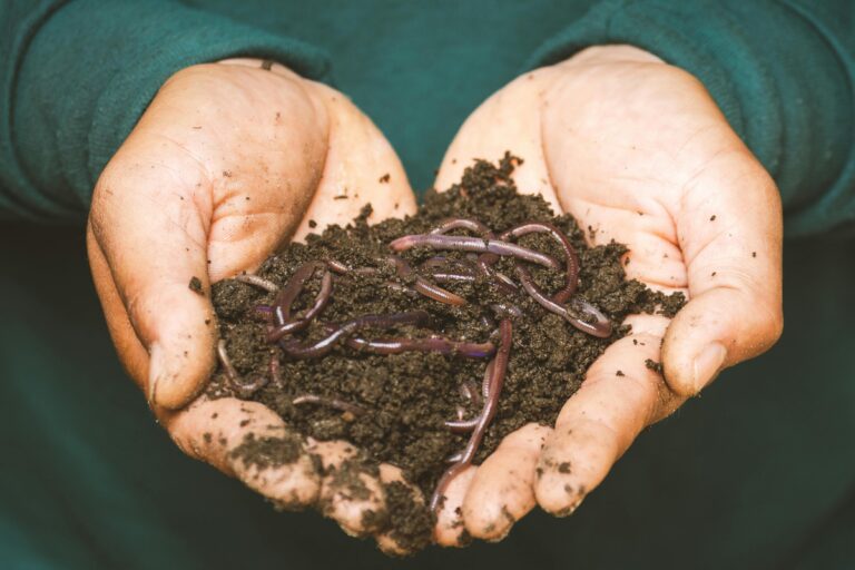 Close-up of hands holding earthworms in fertile soil, symbolizing natural composting.